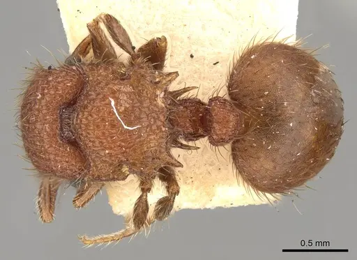 Meranoplus hilli - CASENT0914056