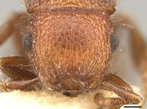 Meranoplus hilli - CASENT0914056