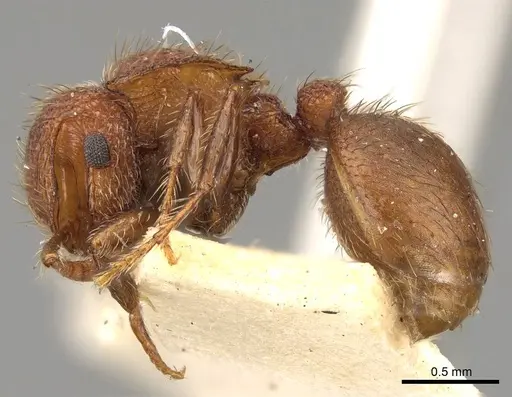 Meranoplus hilli - CASENT0914056