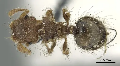 Meranoplus hirsutus specimen