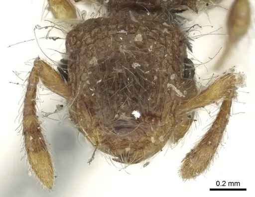 Meranoplus hirsutus specimen