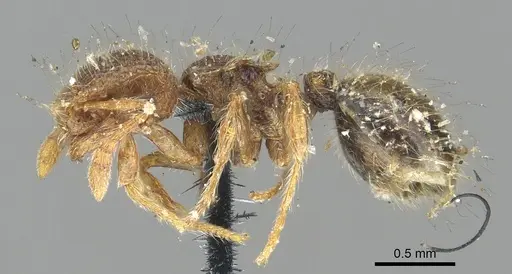 Meranoplus hirsutus specimen