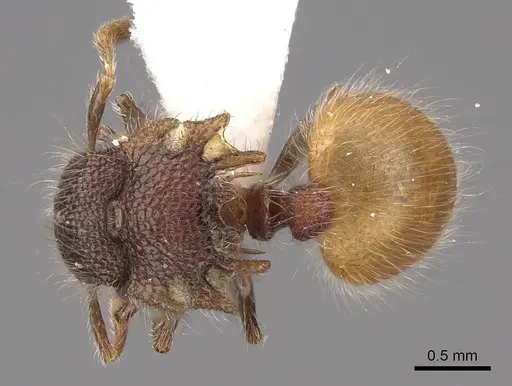 Meranoplus hirsutus - CASENT0922909