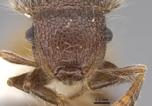 Meranoplus hirsutus - CASENT0922909