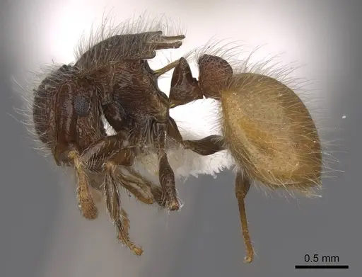 Meranoplus hirsutus - CASENT0922909