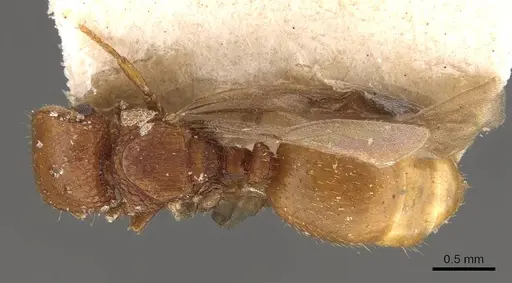 Meranoplus hospes specimen