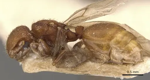 Meranoplus hospes specimen