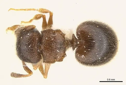 Meranoplus inermis specimen