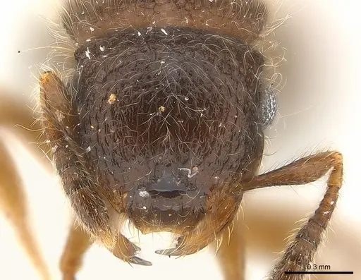 Meranoplus inermis specimen