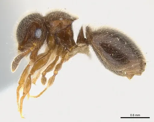 Meranoplus inermis specimen