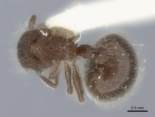 Meranoplus laeviventris specimen