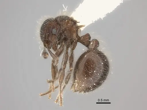 Meranoplus laeviventris specimen