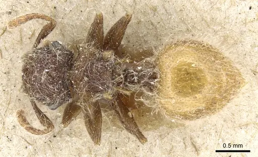 Meranoplus leveillei specimen