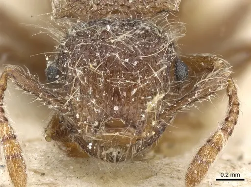 Meranoplus leveillei specimen