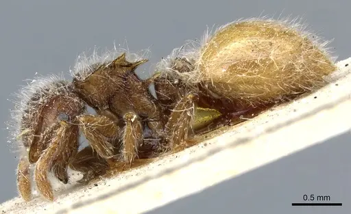 Meranoplus leveillei specimen