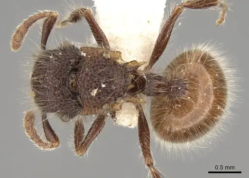 Meranoplus leveillei - CASENT0914055