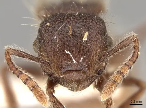 Meranoplus leveillei - CASENT0914055