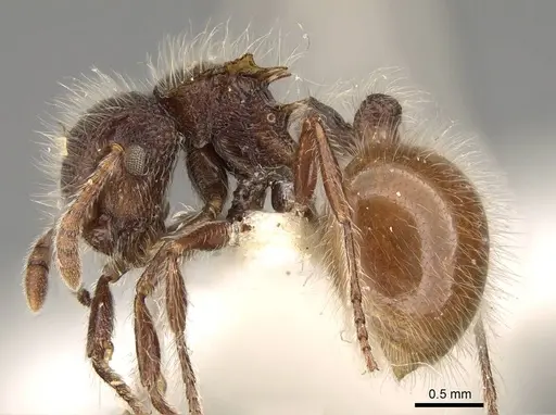 Meranoplus leveillei - CASENT0914055