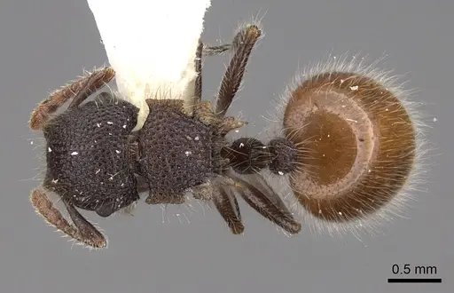 Meranoplus leveillei - CASENT0922939