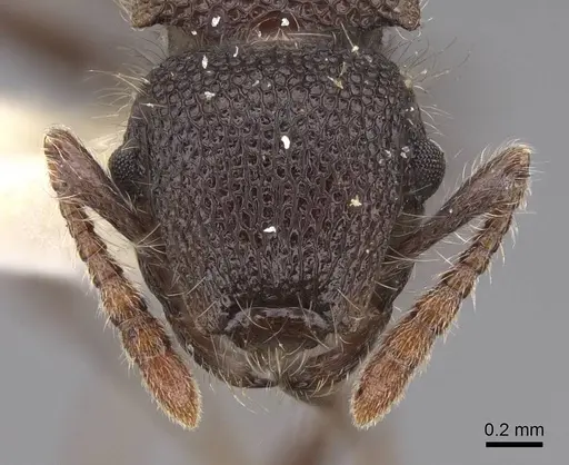 Meranoplus leveillei - CASENT0922939