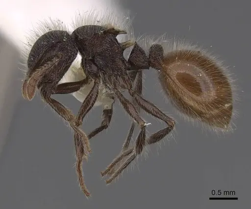 Meranoplus leveillei - CASENT0922939