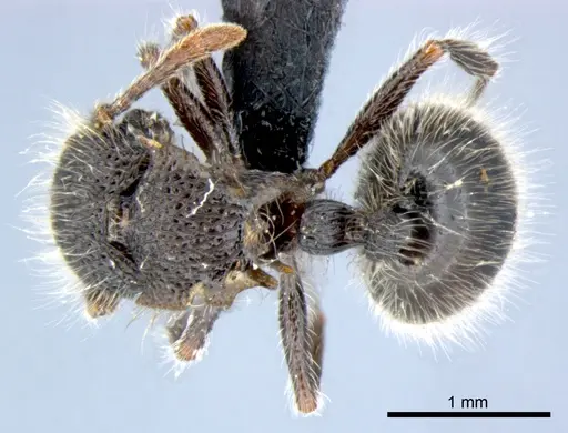 Meranoplus leveillei - CSIRONC0049