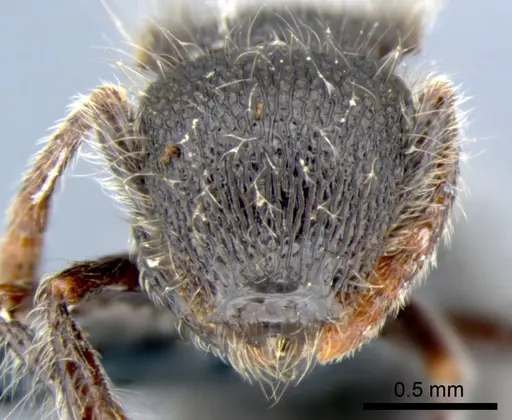 Meranoplus leveillei - CSIRONC0049