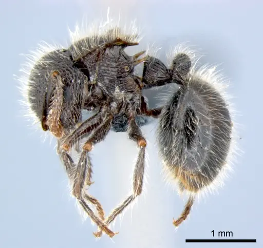 Meranoplus leveillei - CSIRONC0049