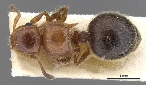 Meranoplus levis specimen