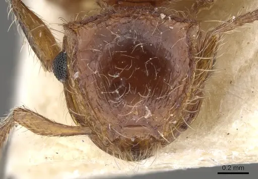 Meranoplus levis specimen