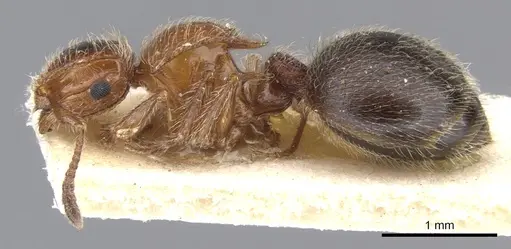 Meranoplus levis specimen