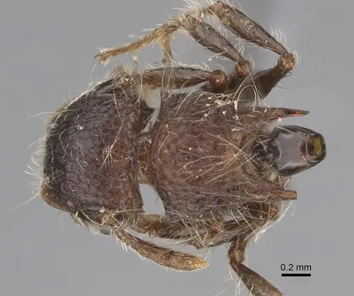 Meranoplus levis - CASENT0923332