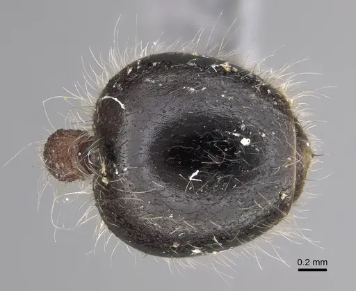 Meranoplus levis - CASENT0923332