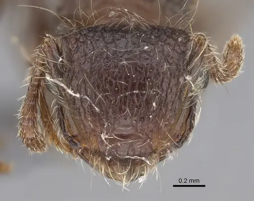 Meranoplus levis - CASENT0923332