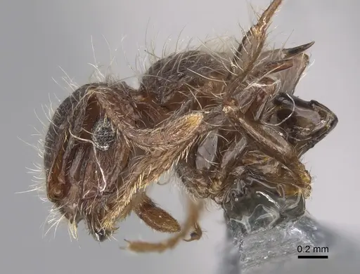 Meranoplus levis - CASENT0923332