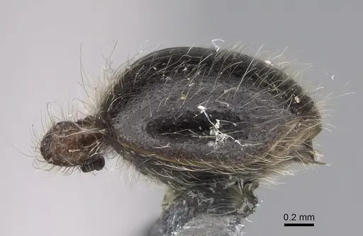 Meranoplus levis - CASENT0923332