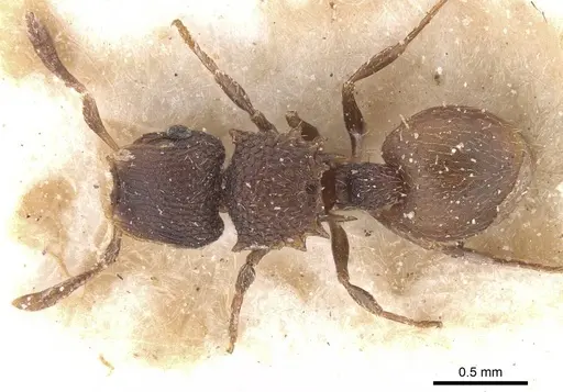 Meranoplus linae specimen