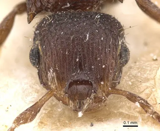 Meranoplus linae specimen
