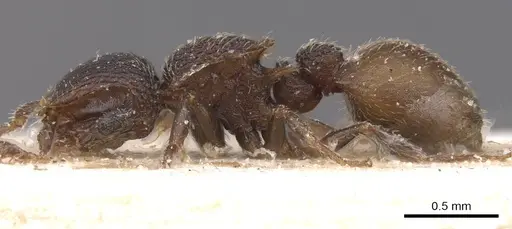 Meranoplus linae specimen