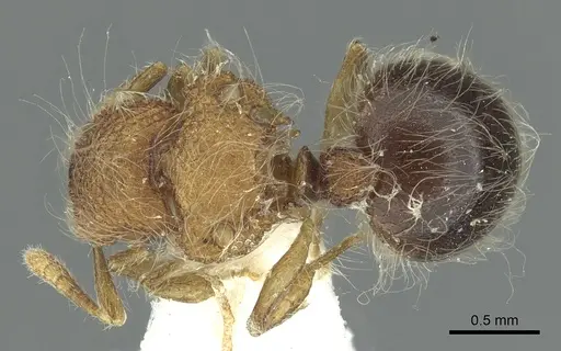 Meranoplus loebli specimen