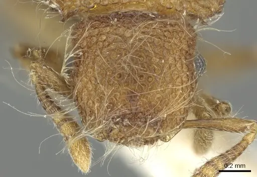 Meranoplus loebli specimen