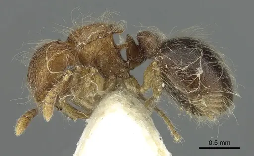 Meranoplus loebli specimen