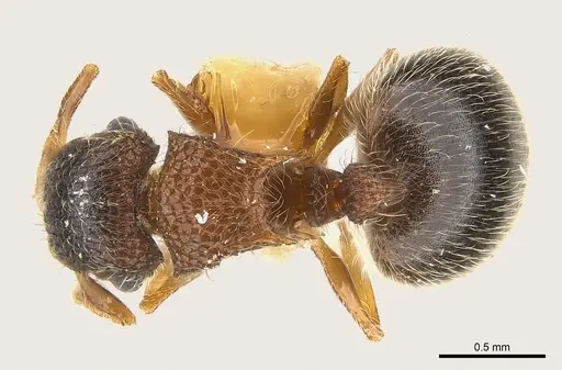 Meranoplus magrettii specimen