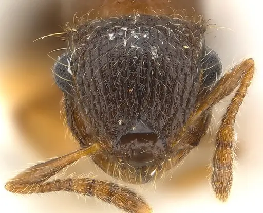 Meranoplus magrettii specimen