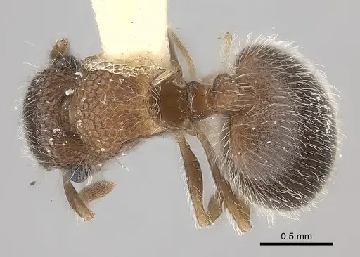 Meranoplus magrettii - CASENT0217858