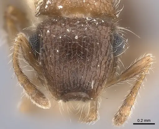 Meranoplus magrettii - CASENT0217858