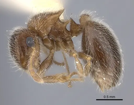 Meranoplus magrettii - CASENT0217858