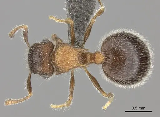 Meranoplus magrettii - CASENT0235913