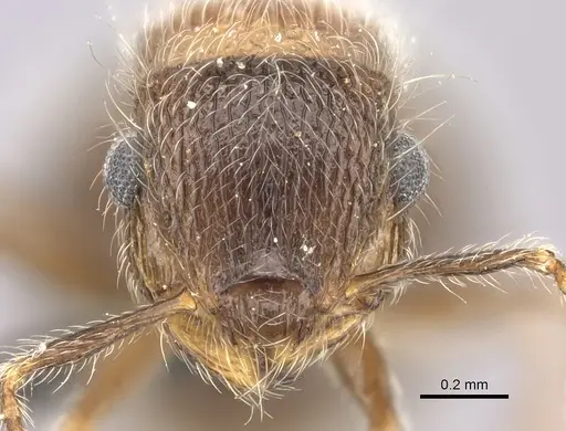 Meranoplus magrettii - CASENT0235913