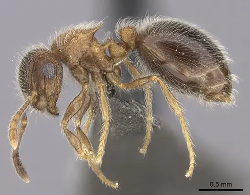 Meranoplus magrettii - CASENT0235913